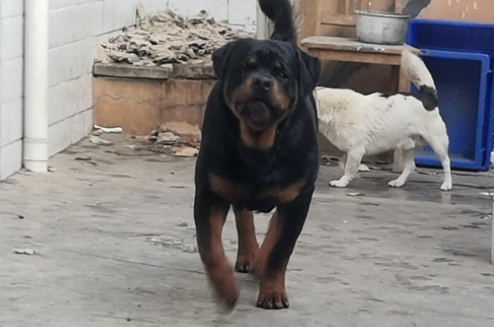 羅威納犬性格怎樣，羅威納各階段的性格