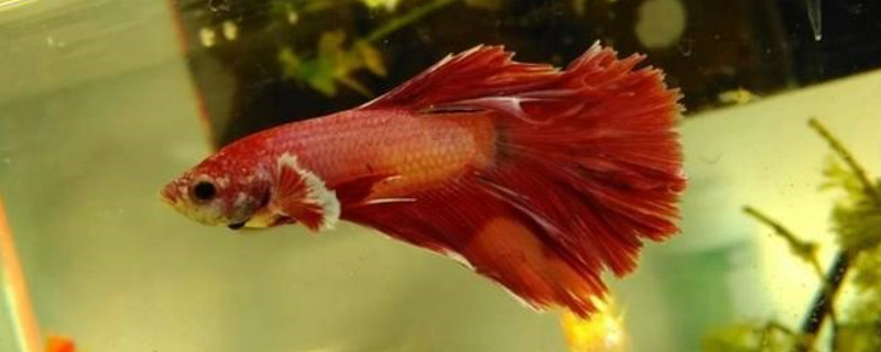 斗魚苗怎么養(yǎng)
