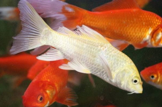 草金魚什么顏色最貴