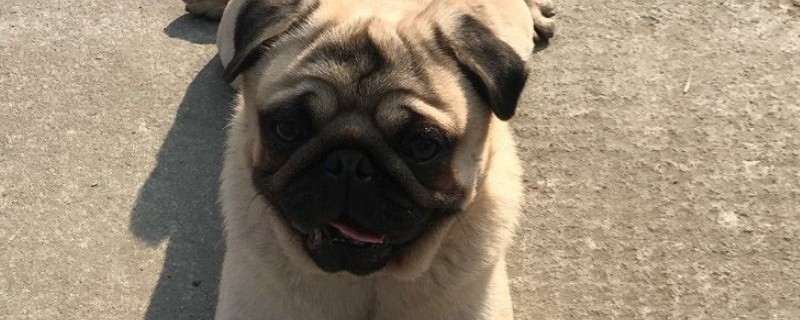 怎樣訓(xùn)練巴哥犬，四招讓巴哥變得聽(tīng)話