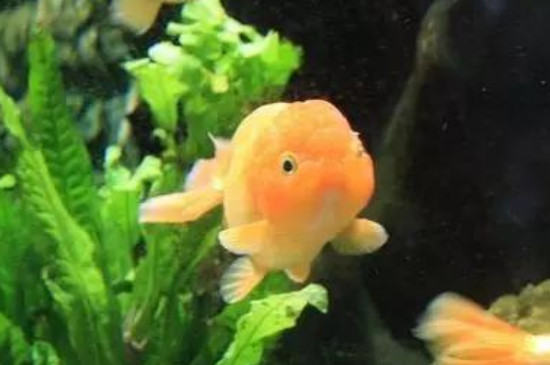 新買的金魚養(yǎng)多久算是穩(wěn)定了