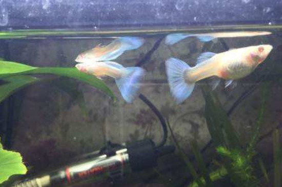孔雀魚(yú)繁殖后多久可以再次繁殖