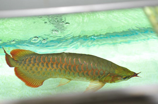 龍魚蹭缸是什么原因