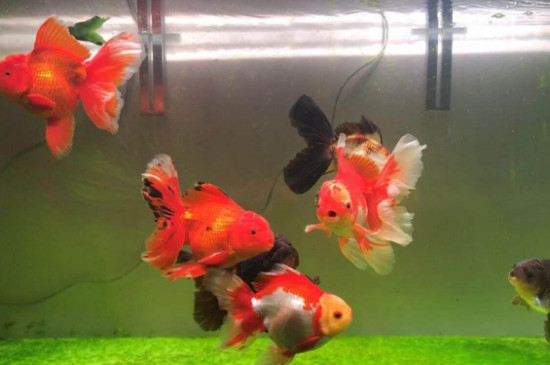金魚怎么分公母，分辨金魚雌雄的方法