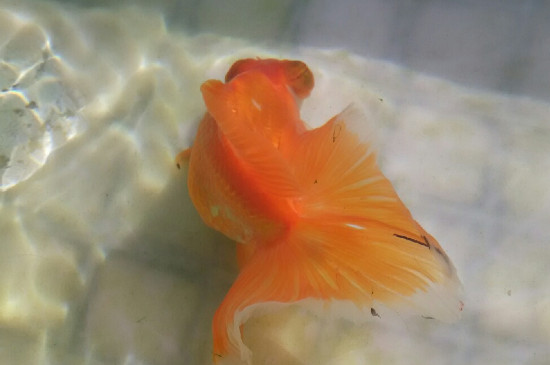 治療魚掉鱗的方法