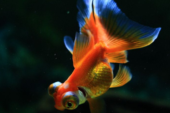 魚為什么在魚缸底不動(dòng)