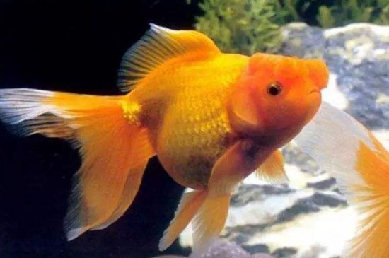 金魚怎么才能快速養(yǎng)大