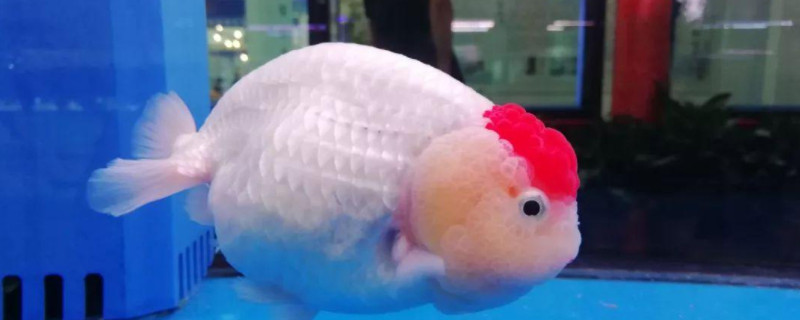 蘭壽金魚冬天室外可以養(yǎng)不
