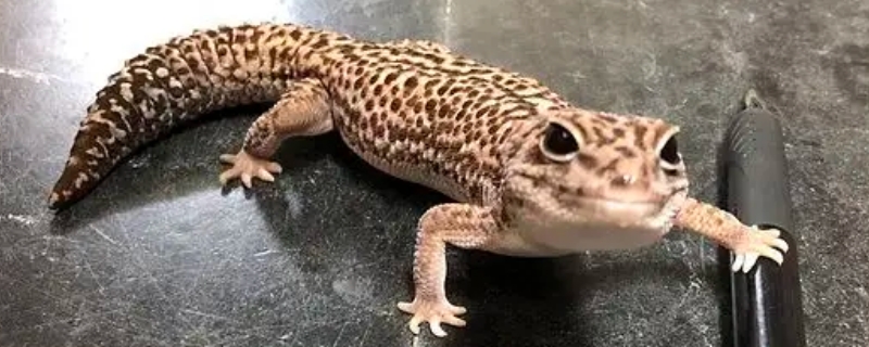 守宮能活多久