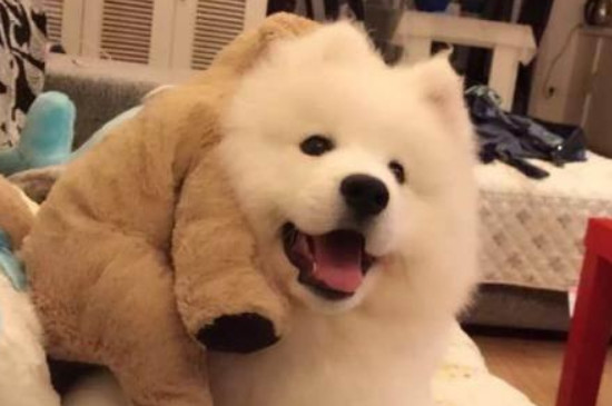 薩摩耶犬掉毛程度