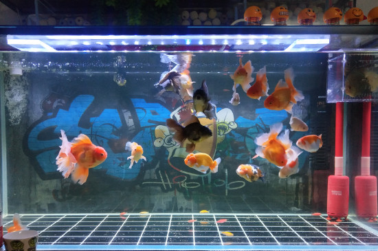 小金魚(yú)怎么養(yǎng)活的久