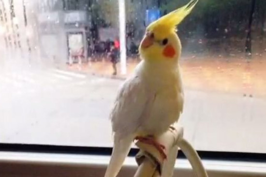 玄鳳雛鳥嗉囊徹底空啥樣