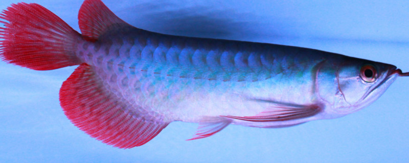 星點龍魚怎么挑選