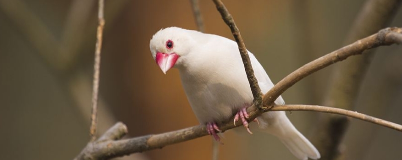 白文鳥(niǎo)吃什么水果