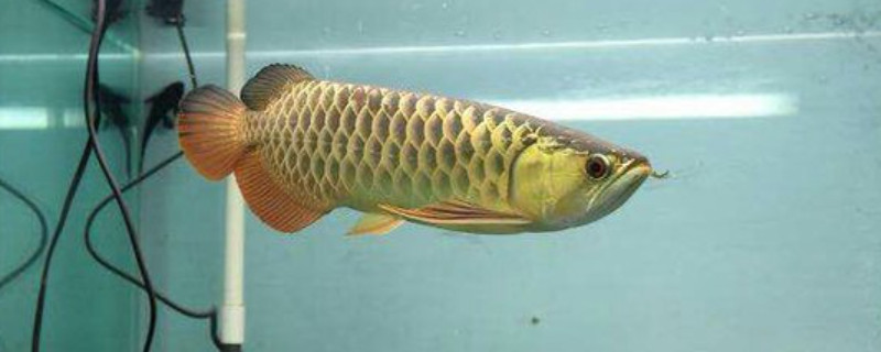 龍魚趴缸怎么治療
