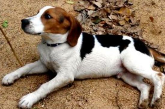 比格犬怎么訓(xùn)練，建立威信獎(jiǎng)罰分明并要有耐心