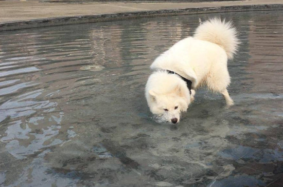 養(yǎng)薩摩耶犬有什么壞處
