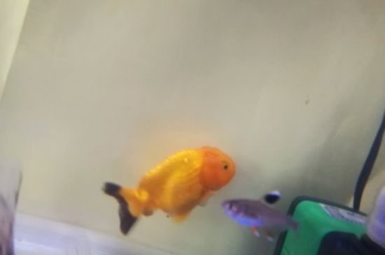 金魚開始追尾到產(chǎn)卵要多久