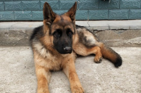 德國牧羊犬價(jià)格多少錢一只，純種德牧幼犬一般3000-8000元