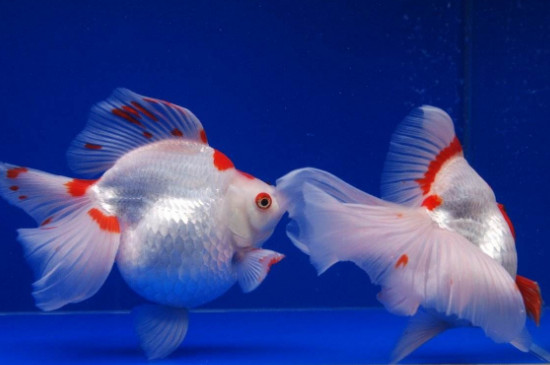 養(yǎng)鎏金魚(yú)該注意什么