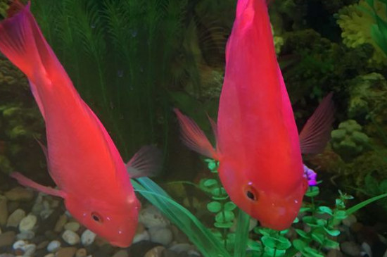 鸚鵡魚(yú)吃什么