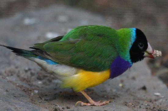 七彩文鳥繁殖幾窩一年