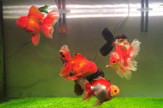 4一5厘米小金魚(yú)吃什么食物