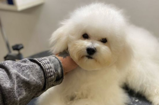 純種比熊犬多少錢(qián)一只，純種比熊價(jià)格1200-6500元