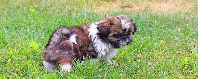 西施犬造型教程，給西施犬美容的方法和要點(diǎn)