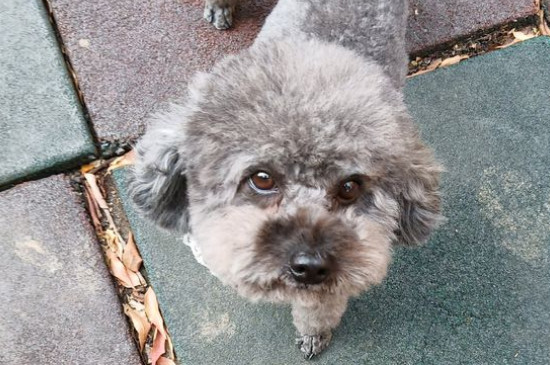 泰迪屬于什么犬種