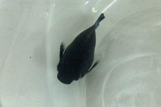 養(yǎng)黑瑪麗魚的禁忌