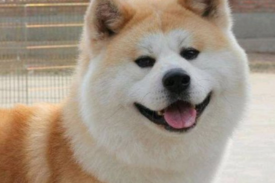秋田犬柴犬區(qū)別