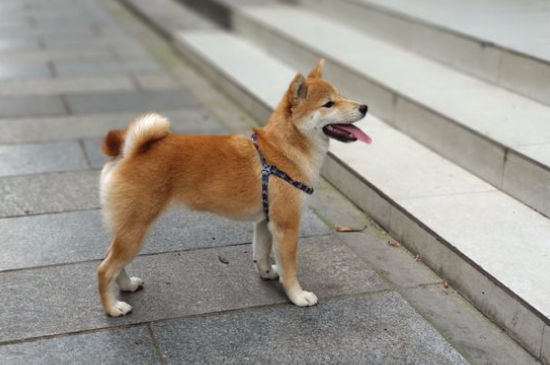 柴犬幾個月認主人