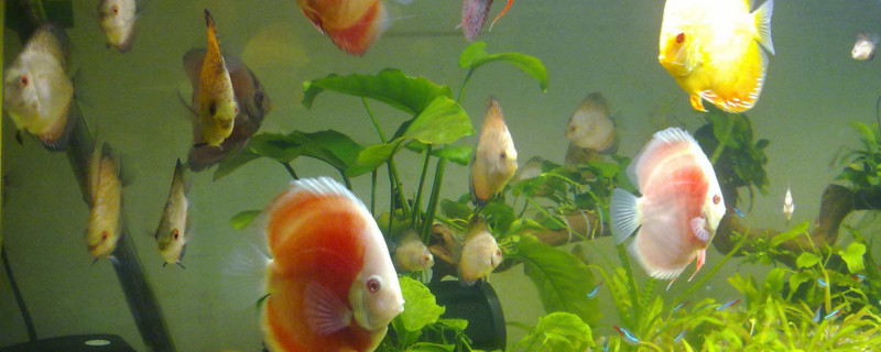 神仙魚(yú)多久換一次水