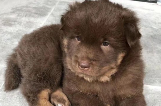 松獅犬會攻擊主人嗎