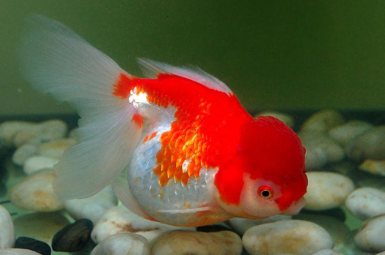 金魚倒立頭朝下怎么回事