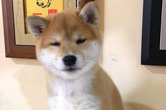柴犬是只認(rèn)一個(gè)主人嗎