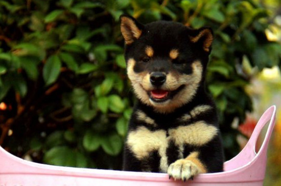 日本豆柴犬價格一般多少錢，純種價錢至少需要10000元