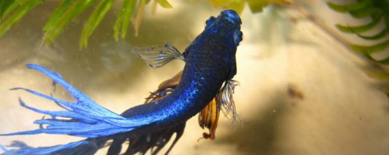 斗魚水質(zhì)要求