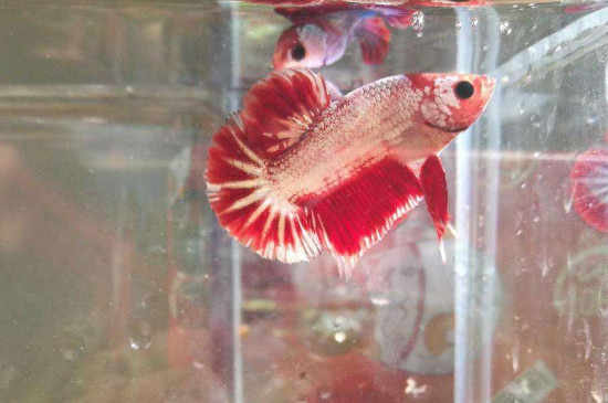 斗魚冬天會凍死嗎