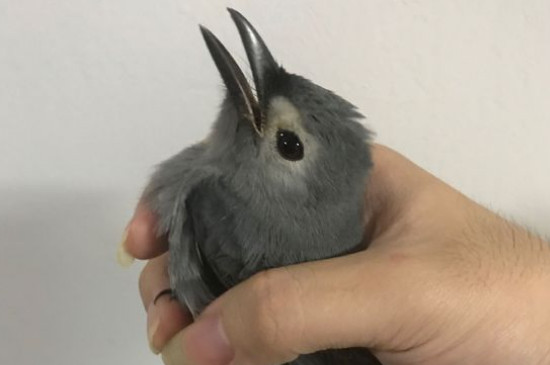 什么鳥親人不會飛走