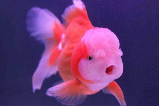 新手怎么養(yǎng)金魚