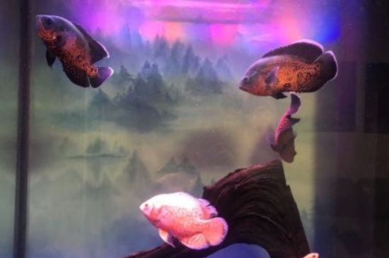 觀賞魚地圖魚價格多少錢一條，什么樣的地圖魚值錢