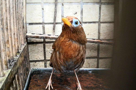 畫眉鳥上性前是什么征兆