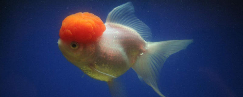 鶴頂紅金魚怎么養(yǎng)