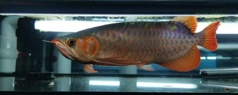 龍魚水溫多少合適