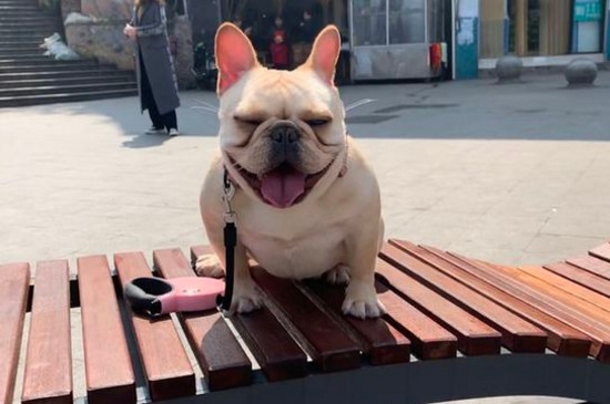 法國斗牛犬怎么領(lǐng)狗證
