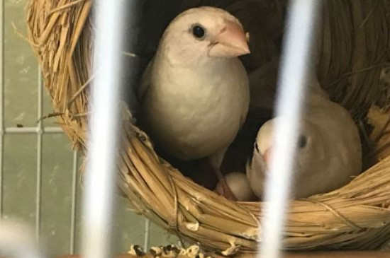 文鳥喜歡吃什么蔬菜