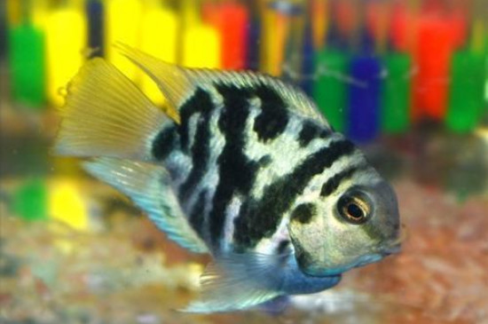 迷你鸚鵡不咬哪些魚