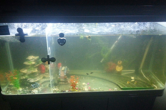 魚缸上的青苔怎么清除，魚缸玻璃上的青苔清理方法
